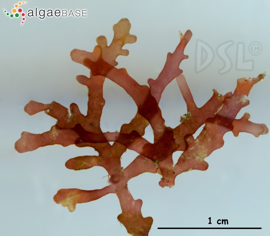 Osmundea sinicola (Setchell & N.L.Gardner) K.W.Nam
