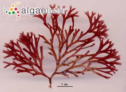 Gigartina pistillata var. dilatata J.D.Hooker & Harvey