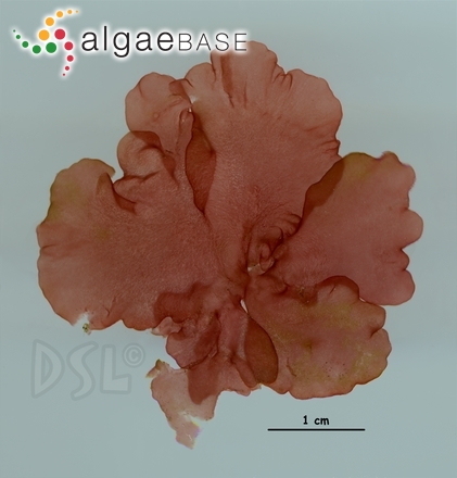 Platoma fanii E.Y.Dawson