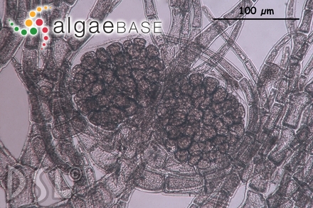 Pleonosporium mexicanum E.Y.Dawson