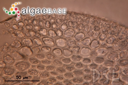 Ceratodictyon intricatum (C.Agardh) R.E.Norris