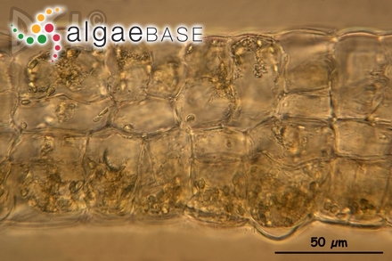 Sphacelaria corymbosa Dickie