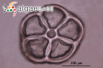 Polysiphonia homoia Setchell & N.L.Gardner