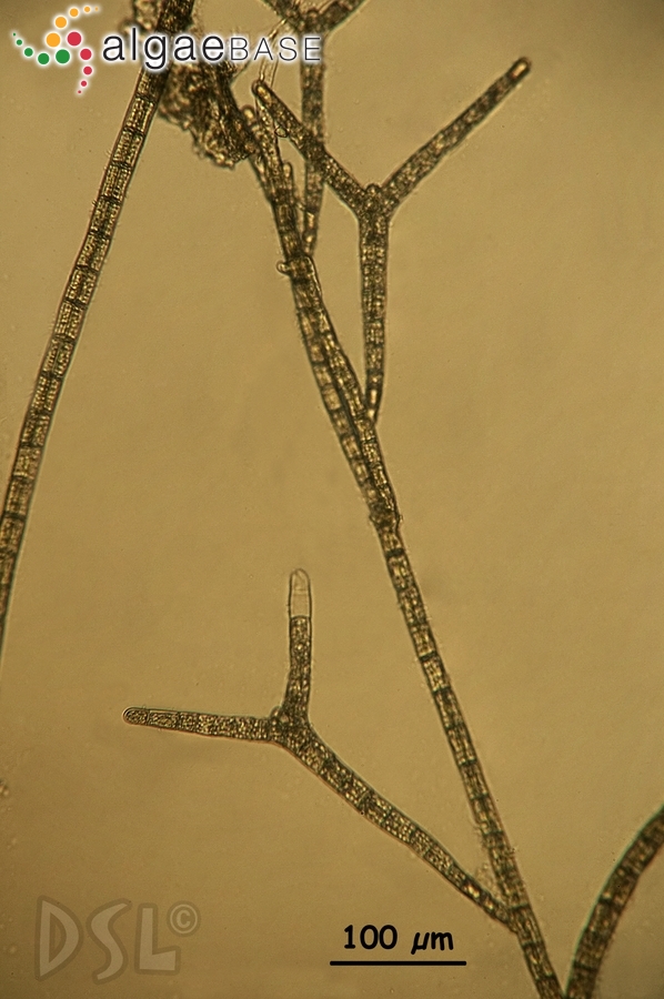 Sphacelaria rigidula Kützing
