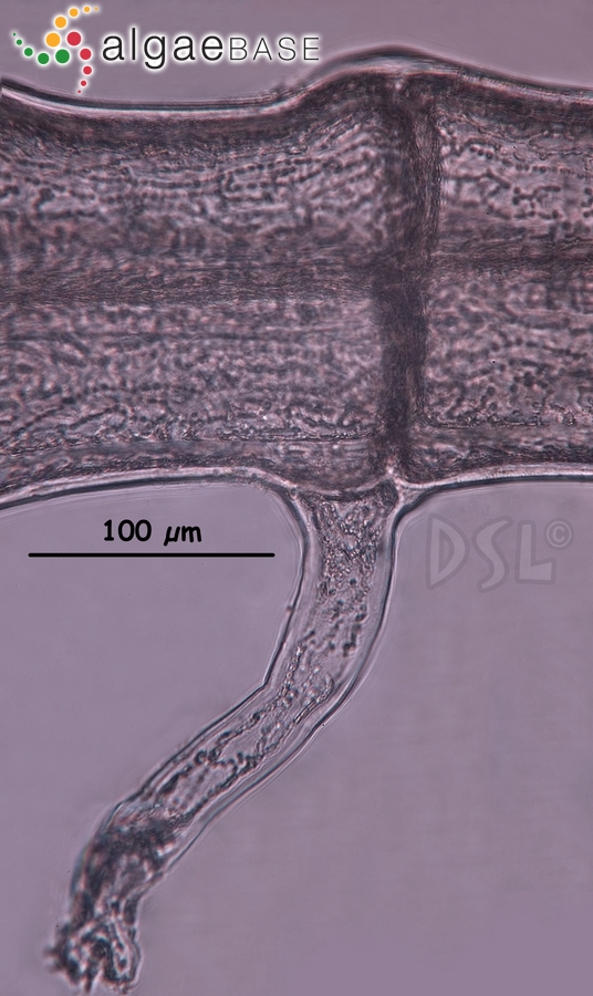 Polysiphonia bifurcata Hollenberg