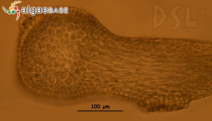 Ceratodictyon variabile (J.Agardh) R.E.Norris