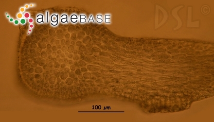 Ceratodictyon variabile (J.Agardh) R.E.Norris