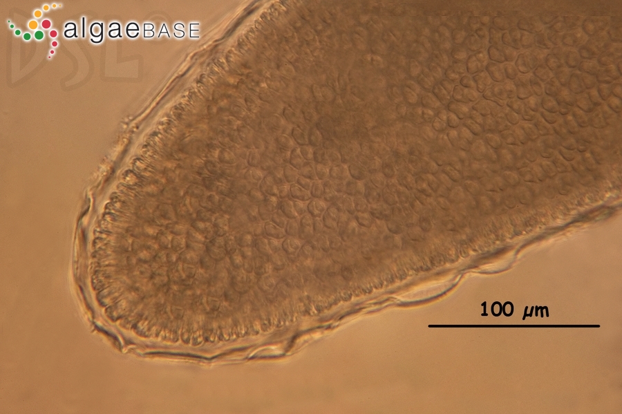 Ceratodictyon variabile (J.Agardh) R.E.Norris