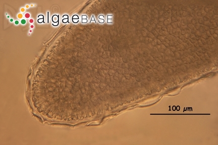 Ceratodictyon variabile (J.Agardh) R.E.Norris