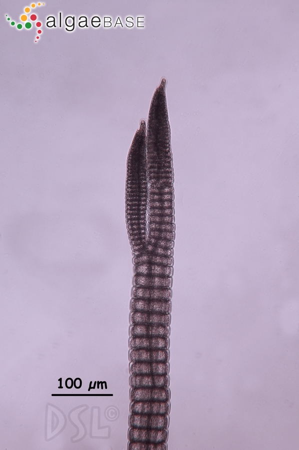 Polysiphonia bifurcata Hollenberg