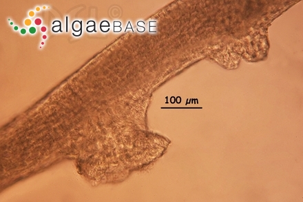 Ceratodictyon variabile (J.Agardh) R.E.Norris