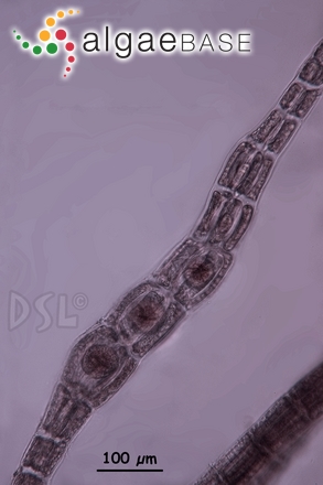 Polysiphonia bifurcata Hollenberg