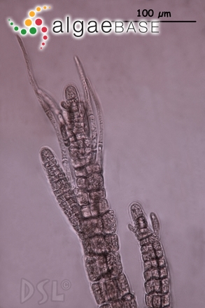 Melanothamnus pseudovillum (Hollenberg) Díaz-Tapia & Maggs