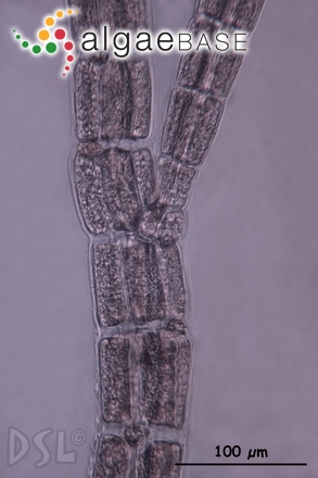 Melanothamnus pseudovillum (Hollenberg) Díaz-Tapia & Maggs