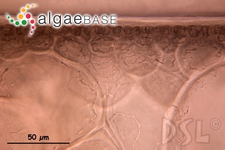 Phyllitis fascia (O.F.Müller) Kützing
