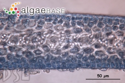 Pterocladiella caerulescens (Kützing) Santelices & Hommersand