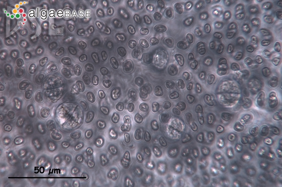 Sebdenia flabellata (J.Agardh) P.G.Parkinson
