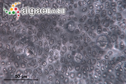 Sebdenia flabellata (J.Agardh) P.G.Parkinson