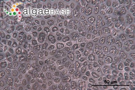 Sebdenia flabellata (J.Agardh) P.G.Parkinson