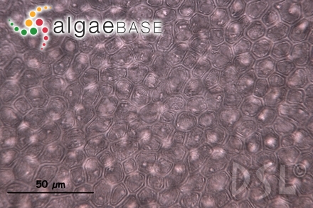 Tricleocarpa fragilis (Linnaeus) Huisman & R.A.Townsend