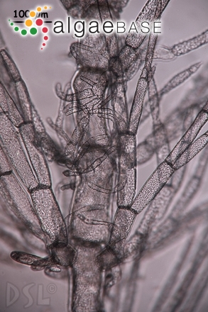 Wrangelia bicuspidata Børgesen