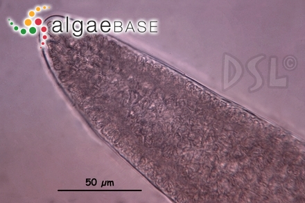 Wurdemannia miniata (Sprengel) Feldmann & Hamel