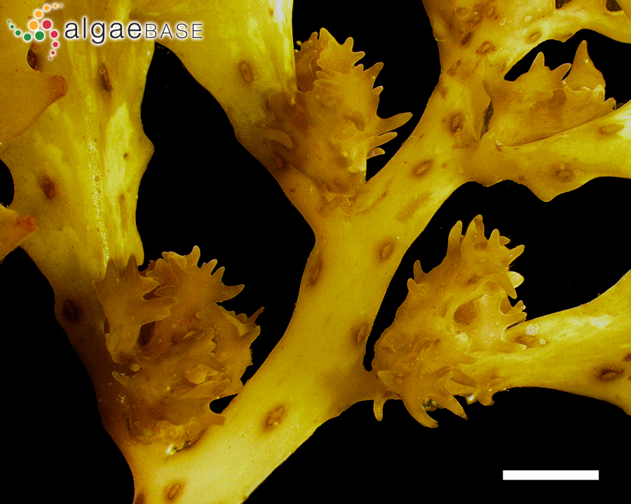 Sargassum aquifolium (Turner) C.Agardh