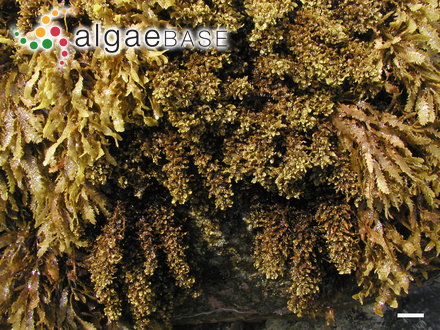 Sargassum polyphyllum J.Agardh