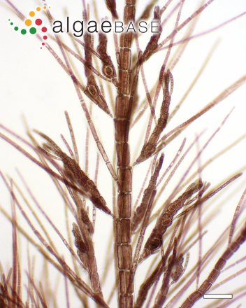 Spirocladia hodgsoniae I.A.Abbott