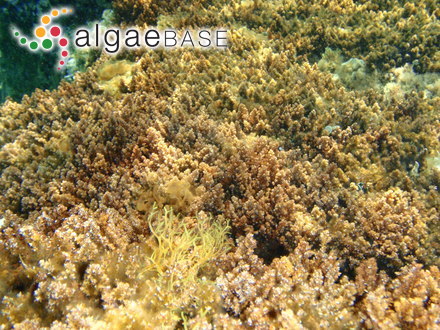 Ericaria corniculata (Turner) Neiva & Serrão