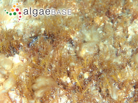 Rytiphlaea tinctoria (Clemente) C.Agardh