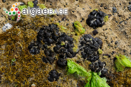 Petrospongium rugosum (Okamura) Setchell & N.L.Gardner