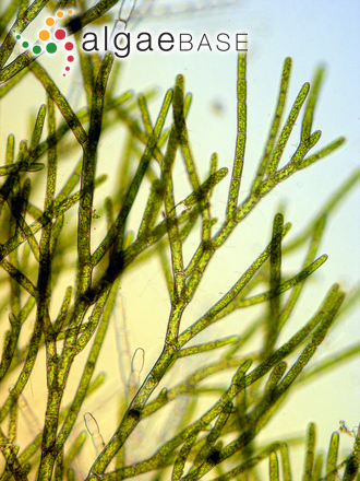 Cladophora sericea (Hudson) Kützing