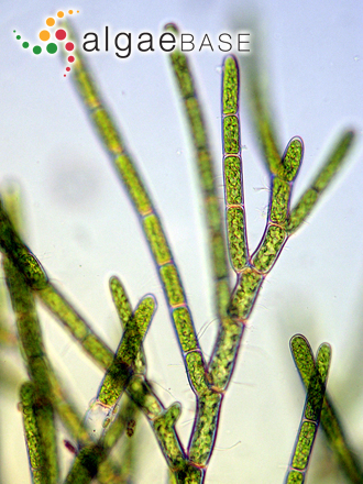 Cladophora sericea (Hudson) Kützing