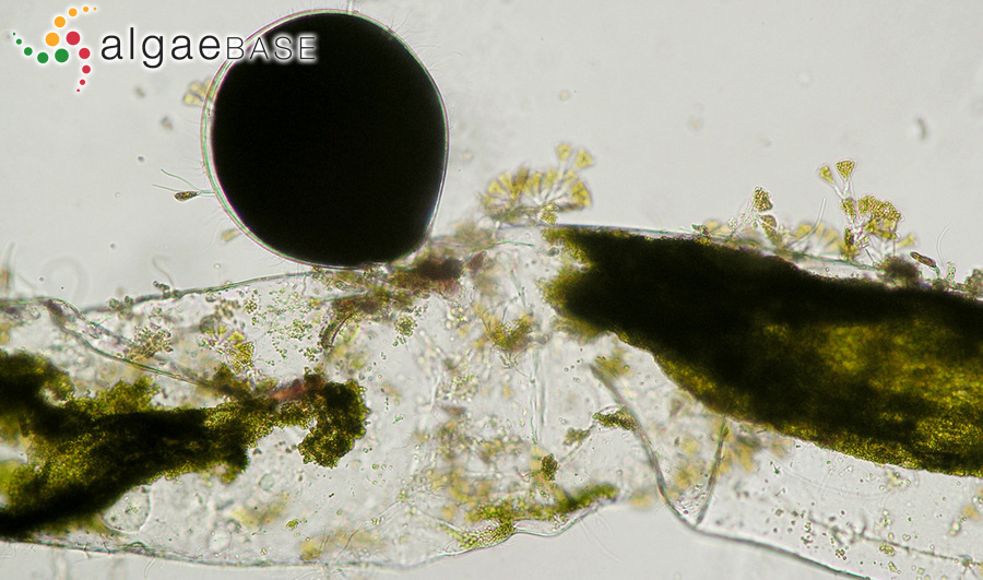 Pedobesia simplex (Meneghini ex Kützing) M.J.Wynne & Leliaert