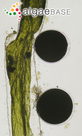 Pedobesia simplex (Meneghini ex Kützing) M.J.Wynne & Leliaert