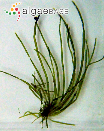 Pedobesia simplex (Meneghini ex Kützing) M.J.Wynne & Leliaert