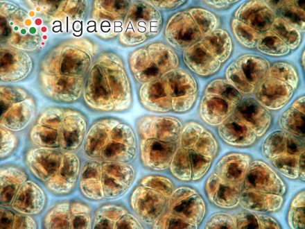 Sarconema gracilarioides Zhang & E.Z.Xia