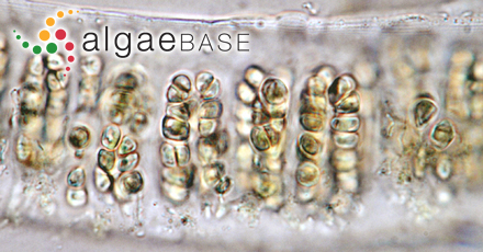 Gastroclonium xishaense C.F.Chang & B.M.Xia