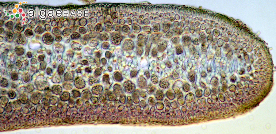 Pterocladiella capillacea (S.G.Gmelin) Santelices & Hommersand