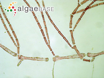 Callithamniella tingitana (Schousboe ex Bornet) Feldmann-Mazoyer