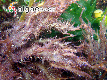 Chondracanthus teedei var. lusitanicus (J.E.De Mesquita Rodrigues) Bárbara & Cremades