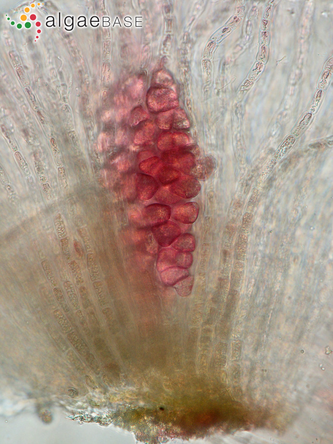 Cruoria cruoriiformis (P.Crouan & H.Crouan) Denizot