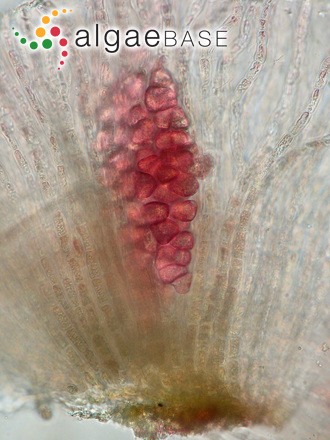 Cruoria cruoriiformis (P.Crouan & H.Crouan) Denizot