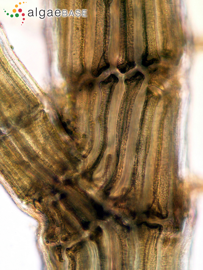 Leptosiphonia schousboei (Thuret) Kylin