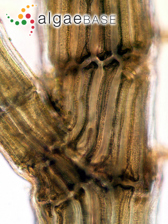 Leptosiphonia schousboei (Thuret) Kylin