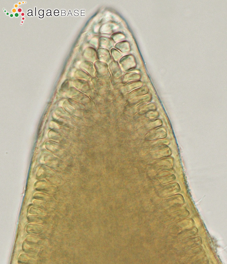 Gelidiocolax margaritoides (M.T.Martin & Pocock) K.-C.Fan & Papenfuss