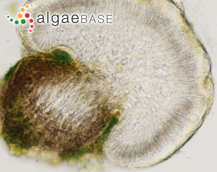 Gelidiocolax margaritoides (M.T.Martin & Pocock) K.-C.Fan & Papenfuss