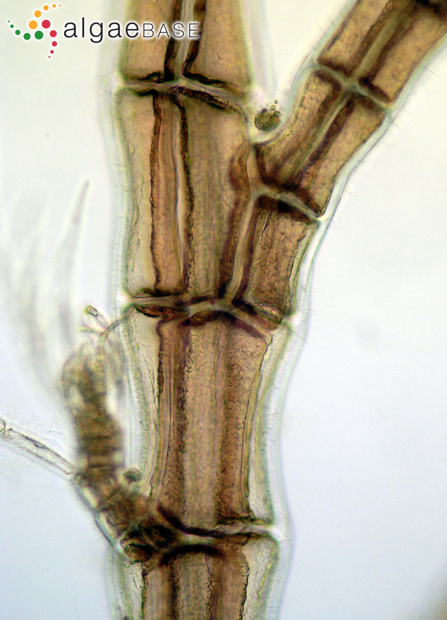 Melanothamnus harveyi (Bailey) Díaz-Tapia & Maggs