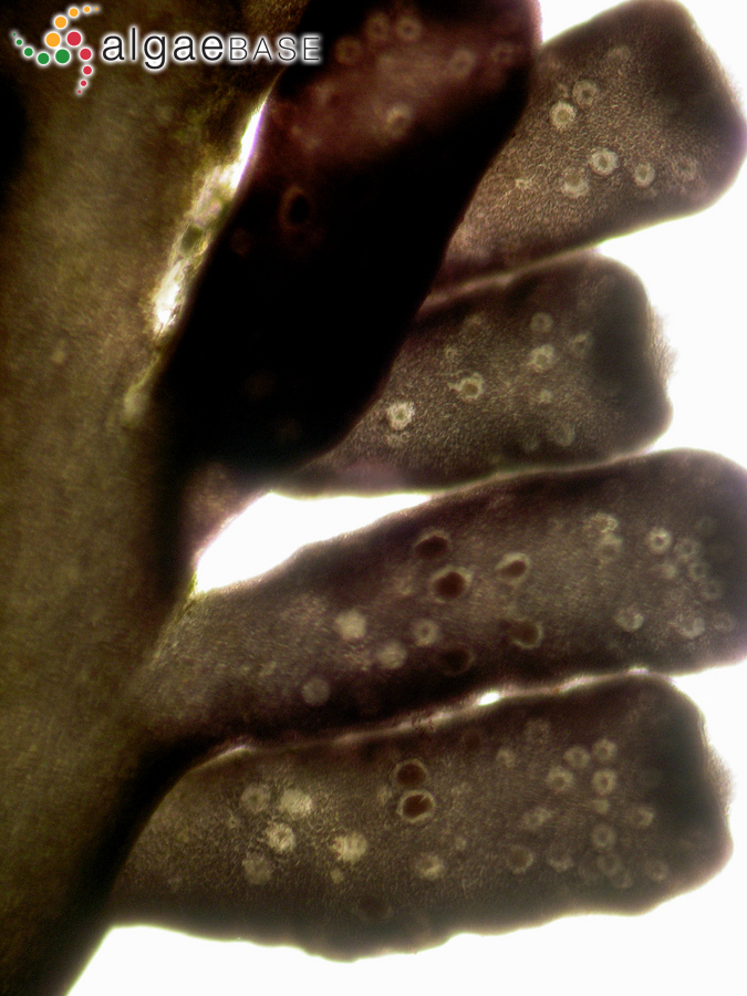 Osmundea hybrida (De Candolle) K.W.Nam